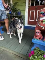 Reunited Unknown Dog last seen East Belmont and 6th Avenue, Pensacola, FL 32501