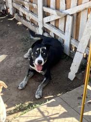 Reunited Male Dog last seen Edward Vincent Park, Inglewood, CA 90302