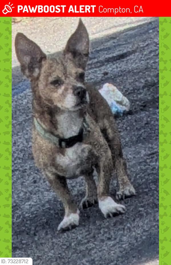 Lost Male Dog last seen Long Beach Blvd. & K St., Compton, CA 90221
