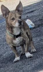 Lost Male Dog last seen Long Beach Blvd. & K St., Compton, CA 90221