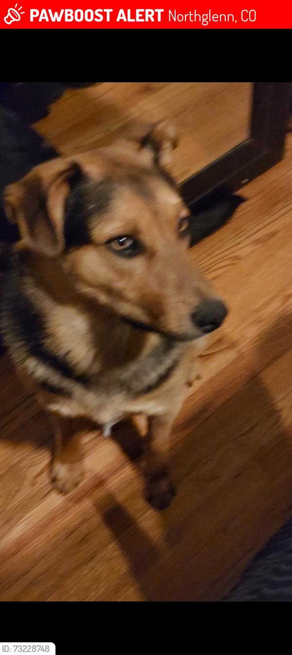 Lost Male Dog last seen Near larry drive Northglenn, Northglenn, CO 80233