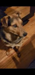 Lost Male Dog last seen Near larry drive Northglenn, Northglenn, CO 80233