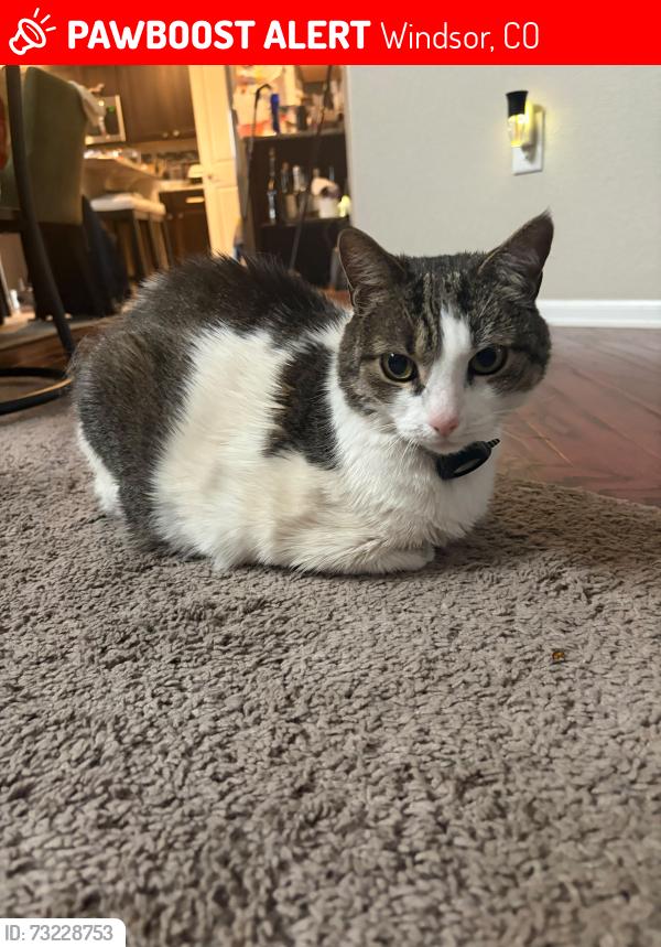 Lost Male Cat last seen Country Sun Drive near Colorado Blvd, Windsor, CO 80550