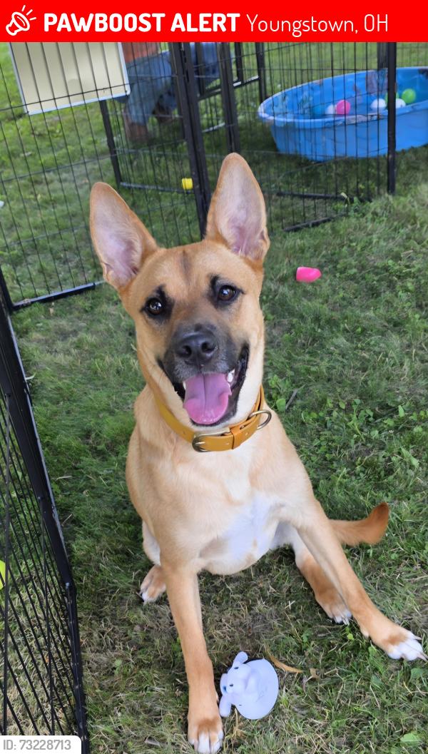 Lost Female Dog last seen Lucky Food Drive Thru (corner of Mahoning Ave and S Hazelwood Ave) 2603 Mahoning Ave, Youngstown, OH 44509, Youngstown, OH 44509