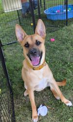 Lost Female Dog last seen Lucky Food Drive Thru (corner of Mahoning Ave and S Hazelwood Ave) 2603 Mahoning Ave, Youngstown, OH 44509, Youngstown, OH 44509