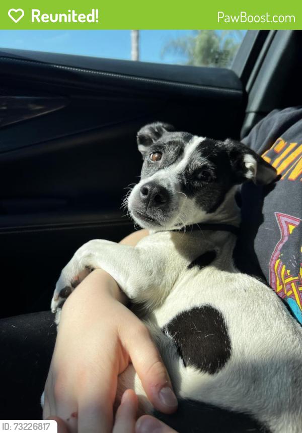 Reunited Female Dog last seen Rosa Parks Elementary School, Eastvale, Eastvale, CA 92880