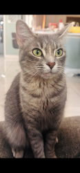 Lost Female Cat last seen Pheasant ln and wheatfield blvd across from Independence Park, Pearland, TX 77581