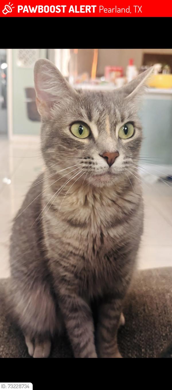 Lost Female Cat last seen Pheasant ln and wheatfield blvd across from Independence Park, Pearland, TX 77581