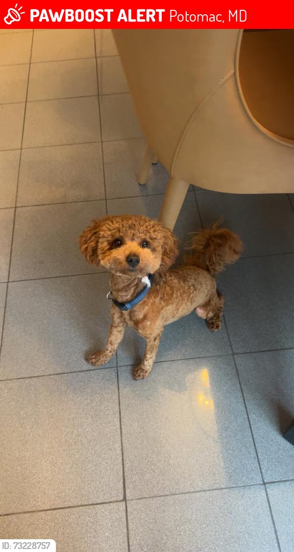 Lost Male Dog last seen Bentcross street, Potomac, MD 20854