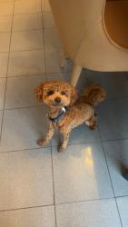 Lost Male Dog last seen Bentcross street, Potomac, MD 20854