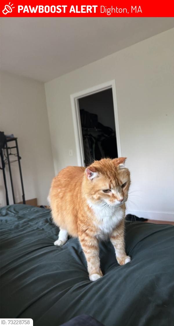 Lost Male Cat last seen Elm and Hart Street, Dighton, Massachusetts, Dighton, MA 02715