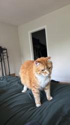 Lost Male Cat last seen Elm and Hart Street, Dighton, Massachusetts, Dighton, MA 02715