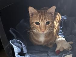 Found/Stray Unknown Cat last seen Buffalo Wild Wings/ Oxbow Park, Hammond, IN 46324