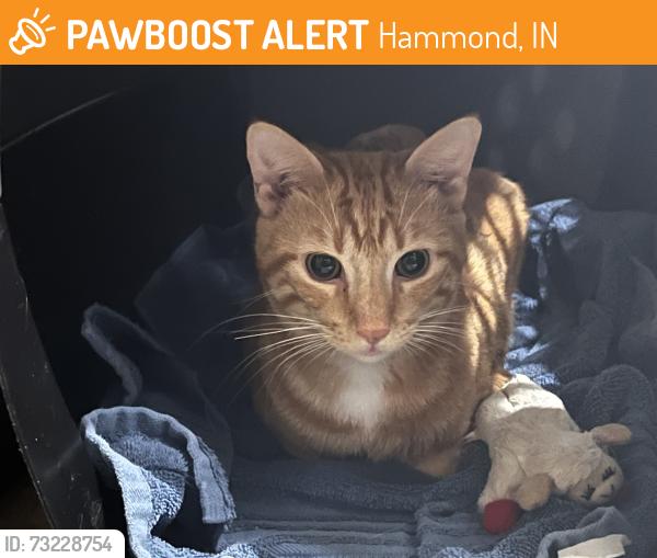 Found/Stray Unknown Cat last seen Buffalo Wild Wings/ Oxbow Park, Hammond, IN 46324