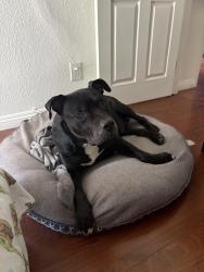 Reunited Male Dog last seen Wright and Ledgewood in South Gate, South Gate, CA 90280