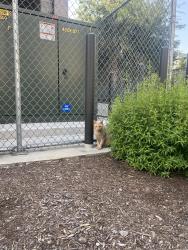 Found/Stray Unknown Cat last seen Roaming round concho st, Austin, TX 78702