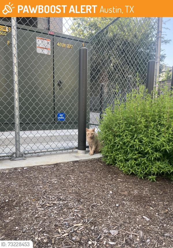 Found/Stray Unknown Cat last seen Roaming round concho st, Austin, TX 78702