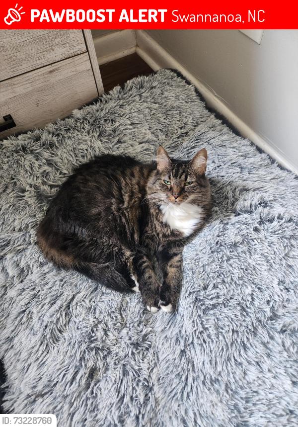 Lost Female Cat last seen Buckeye Cove, Swannanoa, NC 28778