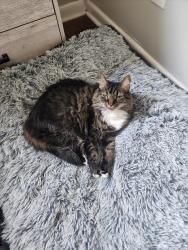 Lost Female Cat last seen Buckeye Cove, Swannanoa, NC 28778