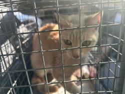Shelter Stray Male Cat last seen FOUND IN R606 WITH KENNEL CARD THIS ID, 2811 SE 29th St, Oklahoma City, OK 73129, USA