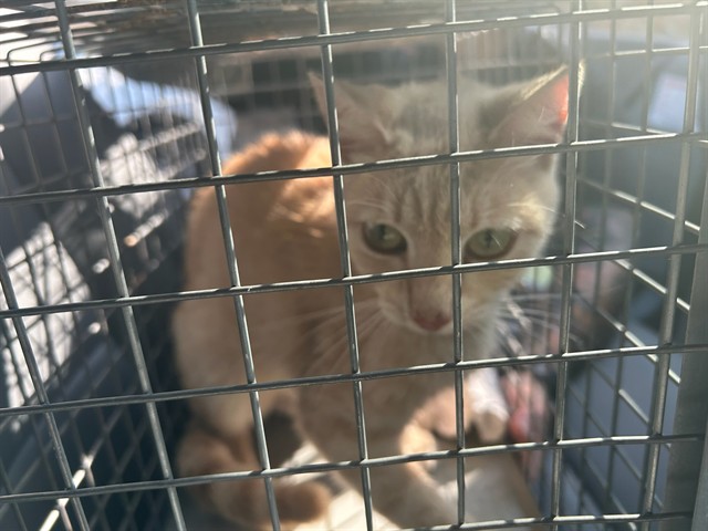 Shelter Stray Male Cat last seen FOUND IN R606 WITH KENNEL CARD THIS ID, 2811 SE 29th St, Oklahoma City, OK 73129, USA