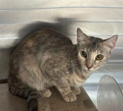 Shelter Stray Female Cat last seen , 3201 Lacy St, Los Angeles, CA 90031, USA