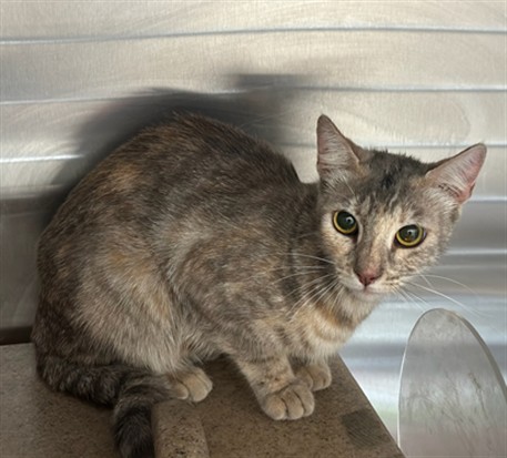 Shelter Stray Female Cat last seen , 3201 Lacy St, Los Angeles, CA 90031, USA