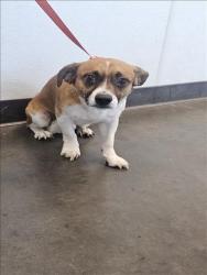 Shelter Stray Male Dog last seen , West Valley Animal Shelter, 20655 Plummer St, Chatsworth, CA 91311, USA