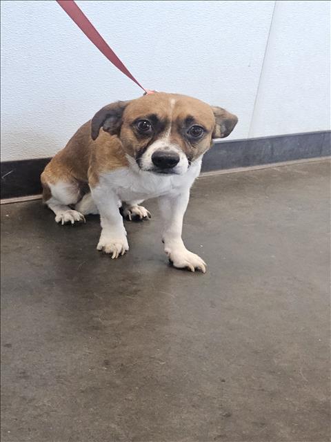 Shelter Stray Male Dog last seen , West Valley Animal Shelter, 20655 Plummer St, Chatsworth, CA 91311, USA
