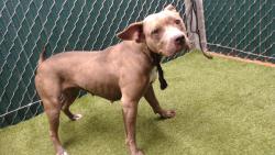 Shelter Stray Female Dog last seen , 11258 Garfield Ave, Downey, CA 90242, USA