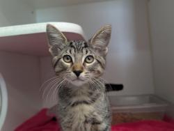 Shelter Stray Male Cat last seen , 600 Aviation Dr, Camarillo, CA 93010, USA