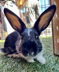 Shelter Stray Male Other last seen LEFT AT THEIR HOME, 1419 Bryant St, San Francisco, CA 94103, USA