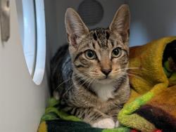 Shelter Stray Male Cat last seen , 600 Aviation Dr, Camarillo, CA 93010, USA