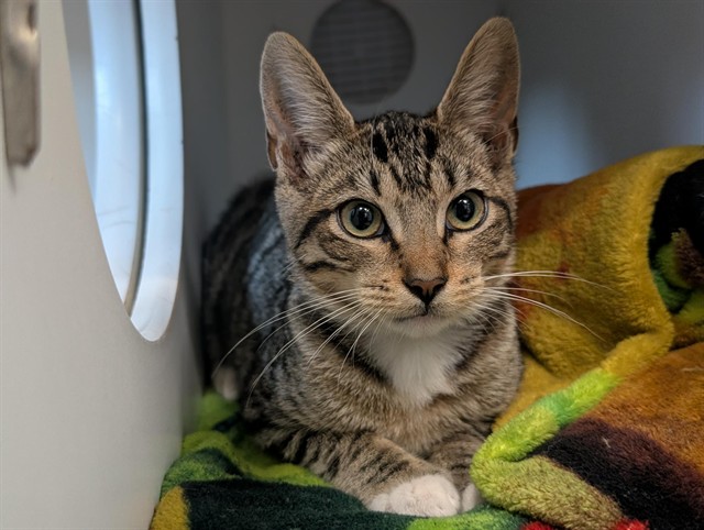 Shelter Stray Male Cat last seen , 600 Aviation Dr, Camarillo, CA 93010, USA