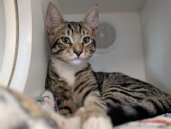 Shelter Stray Male Cat last seen , 600 Aviation Dr, Camarillo, CA 93010, USA