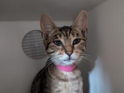 Shelter Stray Female Cat last seen , 600 Aviation Dr, Camarillo, CA 93010, USA
