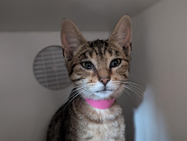 Shelter Stray Female Cat last seen , 600 Aviation Dr, Camarillo, CA 93010, USA