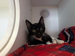 Shelter Stray Male Cat last seen , 600 Aviation Dr, Camarillo, CA 93010, USA
