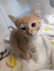 Shelter Stray Female Cat last seen , 600 Aviation Dr, Camarillo, CA 93010, USA