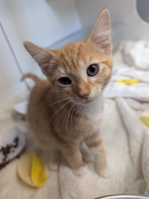 Shelter Stray Female Cat last seen , 600 Aviation Dr, Camarillo, CA 93010, USA