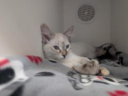 Shelter Stray Female Cat last seen , 600 Aviation Dr, Camarillo, CA 93010, USA