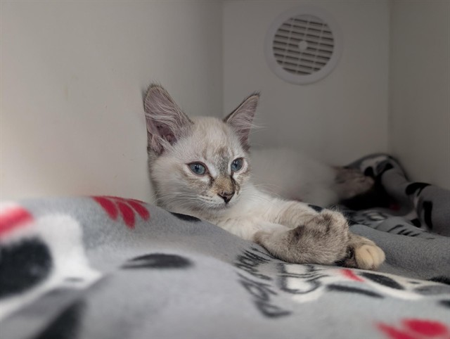 Shelter Stray Female Cat last seen , 600 Aviation Dr, Camarillo, CA 93010, USA