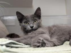 Shelter Stray Female Cat last seen , 600 Aviation Dr, Camarillo, CA 93010, USA