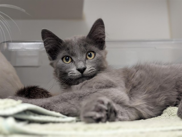 Shelter Stray Female Cat last seen , 600 Aviation Dr, Camarillo, CA 93010, USA