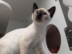 Shelter Stray Female Cat last seen , 600 Aviation Dr, Camarillo, CA 93010, USA