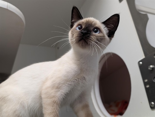 Shelter Stray Female Cat last seen , 600 Aviation Dr, Camarillo, CA 93010, USA