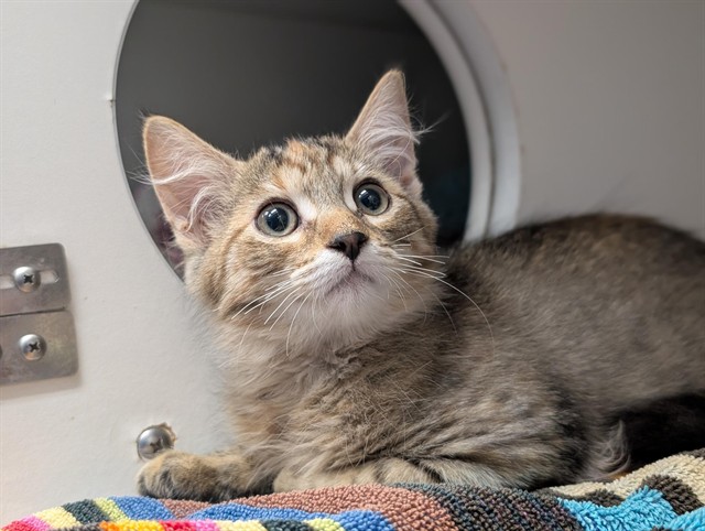 Shelter Stray Female Cat last seen , 600 Aviation Dr, Camarillo, CA 93010, USA