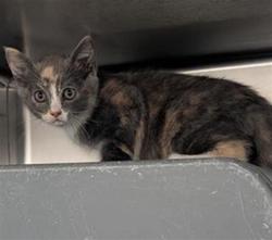 Shelter Stray Female Cat last seen , 600 Aviation Dr, Camarillo, CA 93010, USA