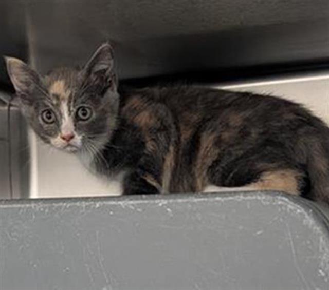 Shelter Stray Female Cat last seen , 600 Aviation Dr, Camarillo, CA 93010, USA