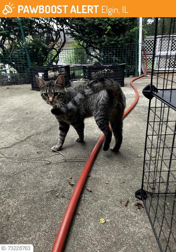 Found/Stray Male Cat last seen Bent St and Illinois Ave., Elgin, IL 60120